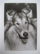 Postkarte hund collie gebraucht kaufen  Müllrose