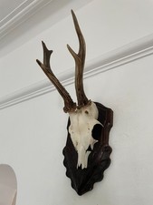 Antlers roe deer for sale  SOUTHEND-ON-SEA