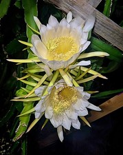 Dragon fruit cuttings for sale  Sarasota