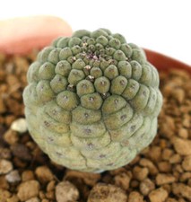 Trichocaulon cactiformis c007 for sale  Shipping to United Kingdom
