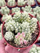 Donkey tail live for sale  Murrieta