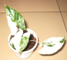 Syngonium albo variegata gebraucht kaufen  Paderborn
