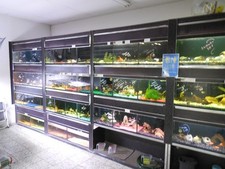 Aquarienanlage unterteilt 40 gebraucht kaufen  Vilshofen an der Donau