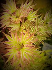 emperor japanese maple for sale emperor japanese maple for sale Mount Angel