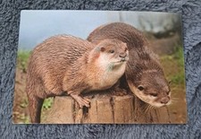 Tier postkarte süße gebraucht kaufen  Hamburg