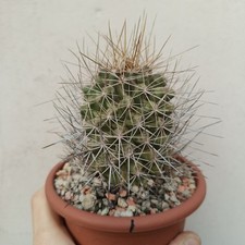 Thelocactus huizachensus vaso usato  Modena