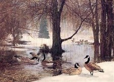 Canada goose remington for sale  Dallas