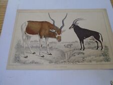 Ibix goats victorian usato  Spedire a Italy