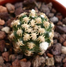Pediocactus peeblesianus usato  Napoli