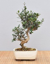 Bonsai wildolive 25066 gebraucht kaufen  Saarwellingen