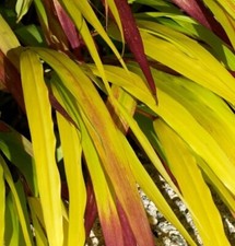 Hakonechloa macra sunflare for sale  NORWICH