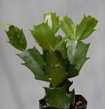 Christmas cactus thanksgiving for sale  Mobile