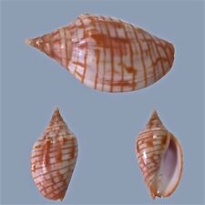 Volutidae voluta harpulina usato  Roma
