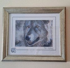 Alpha male stephen for sale Alpha male stephen for sale  DUNDEE