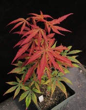 Acer palmatum shoji for sale  Rochester
