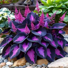 Hosta seeds 200 for sale  New York
