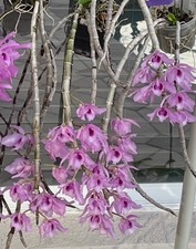 Fragrant orchid. dendrobium for sale  Hershey