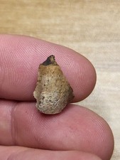 Rex fossil lance for sale  SOLIHULL
