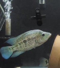 Parachromis dovii breeding d'occasion  Expédié en Belgium