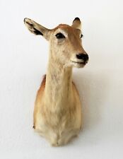 Moorantilope letschwe kobus gebraucht kaufen  Neustadt in Sachsen