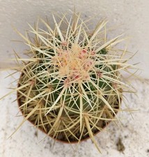 Echinocactus grusonii san usato  Brindisi