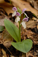 Showy orchids for sale  Coalmont