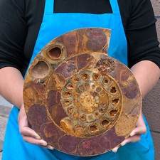 Hermoso fósil natural 3540G caracola en rodajas cristal mineral espécimen 2285 segunda mano  Embacar hacia Mexico