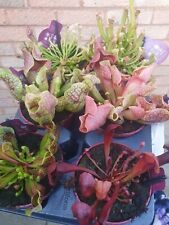 Sarracenia fly trap for sale  BRAUNTON