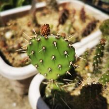 Opuntia phaeacantha oklahomens for sale Opuntia phaeacantha oklahomens for sale  NORWICH