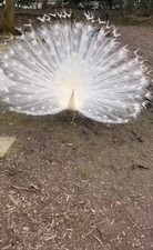 Late season peafowl for sale  DERBY