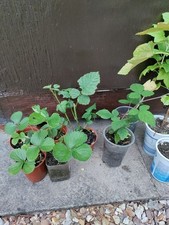 Blackcurrant bushes tayberry for sale  LEICESTER