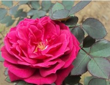 Fragrant red rose for sale  STOURBRIDGE