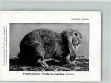 13567426 zucht franzoes gebraucht kaufen  Eimeldingen