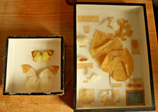 Antique vintage taxidermy for sale  LANCASTER