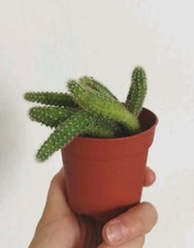 Chamaecereus silvestrii peanut for sale  BRIXHAM