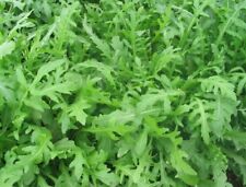 Wasabi rucola wildfire gebraucht kaufen  Recklinghausen