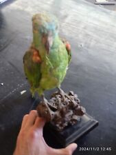 Animali imbalsamati usato  Fontanelle