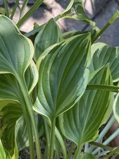 Hosta little wonder gebraucht kaufen  Haag