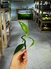 Vanilla orchid vivarium for sale  Cleveland