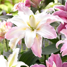 Oriental lily flower for sale  Manitowoc