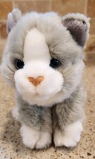 Gray white kitten for sale  Lacey