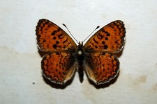 Sicilian fritillary melitaea usato Sicilian fritillary melitaea usato  Siracusa