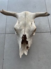 real cow skull for sale real cow skull for sale Fort Lauderdale