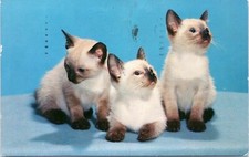 C1950 three siamese for sale  Plano
