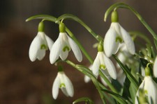 Snowdrops galanthus nivalis for sale  PRESTON