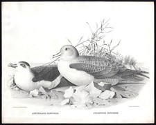 Estampa de pássaro antiga-ORNITOLOGIA-PETREL-CAUDA PRETA-B/W-ELLIOT-Sheppard-1869 comprar usado  Enviando para Brazil