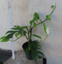 Monstera epipremnum pinnatum gebraucht kaufen  Rudolstadt