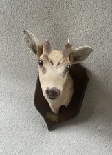 Taxidermy muntjac for sale  PULBOROUGH