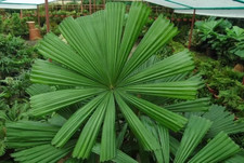 Sale92 licuala spinosa usato  Spedire a Italy