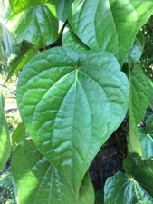 Piper betel betel for sale  Richfield